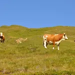 Wallnerhuette I Almblick Шале Mortschach