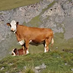 Шале Wallnerhuette I Almblick Mortschach