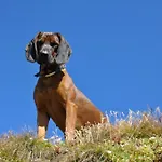 Wallnerhuette I Almblick Шале Mortschach