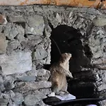 Wallnerhuette I Almblick * Mortschach