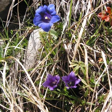 Wallnerhuette I Almblick Domek alpejski