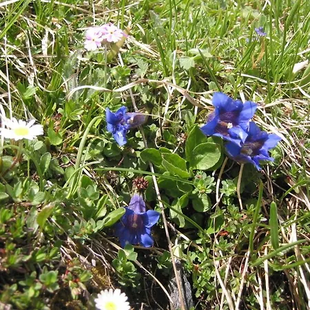 Wallnerhuette I Almblick *