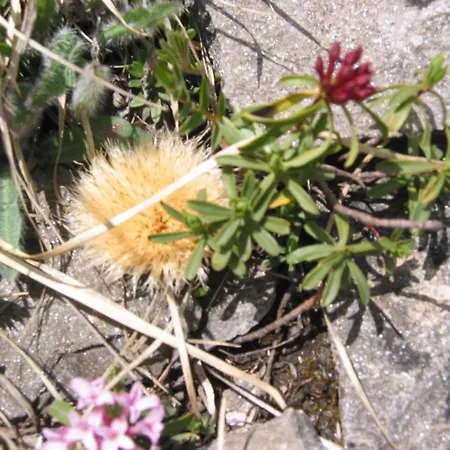 Wallnerhuette I Almblick Mörtschach