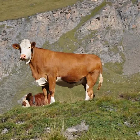 Alpehytte Wallnerhuette I Almblick Mörtschach
