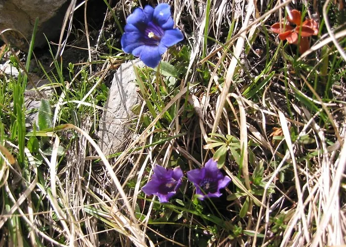 Wallnerhuette I Almblick Domek alpejski