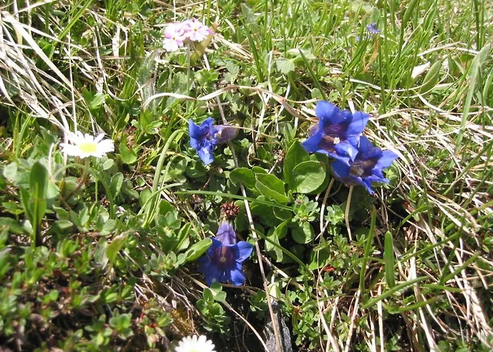 Wallnerhuette I Almblick *