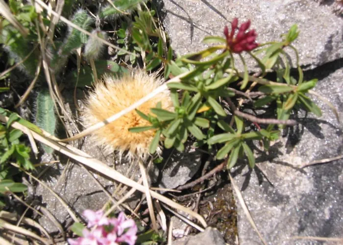 Wallnerhuette I Almblick Mörtschach